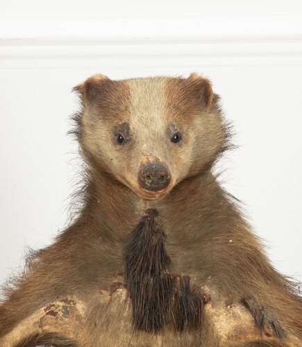 19th Century French Taxidermy Badger Umbrella Stand
