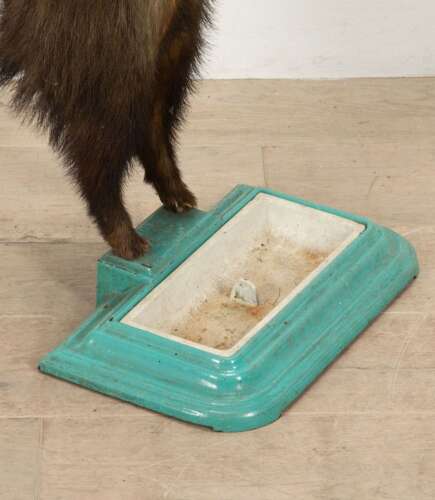 19th Century French Taxidermy Badger Umbrella Stand
