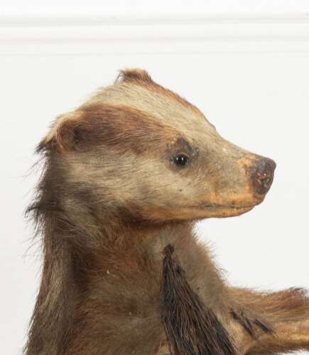 19th Century French Taxidermy Badger Umbrella Stand