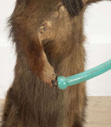 19th Century French Taxidermy Badger Umbrella Stand