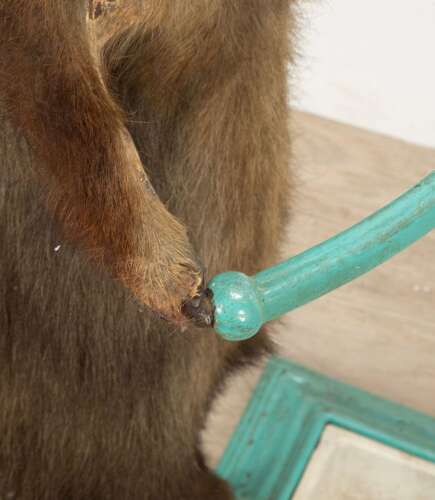 19th Century French Taxidermy Badger Umbrella Stand